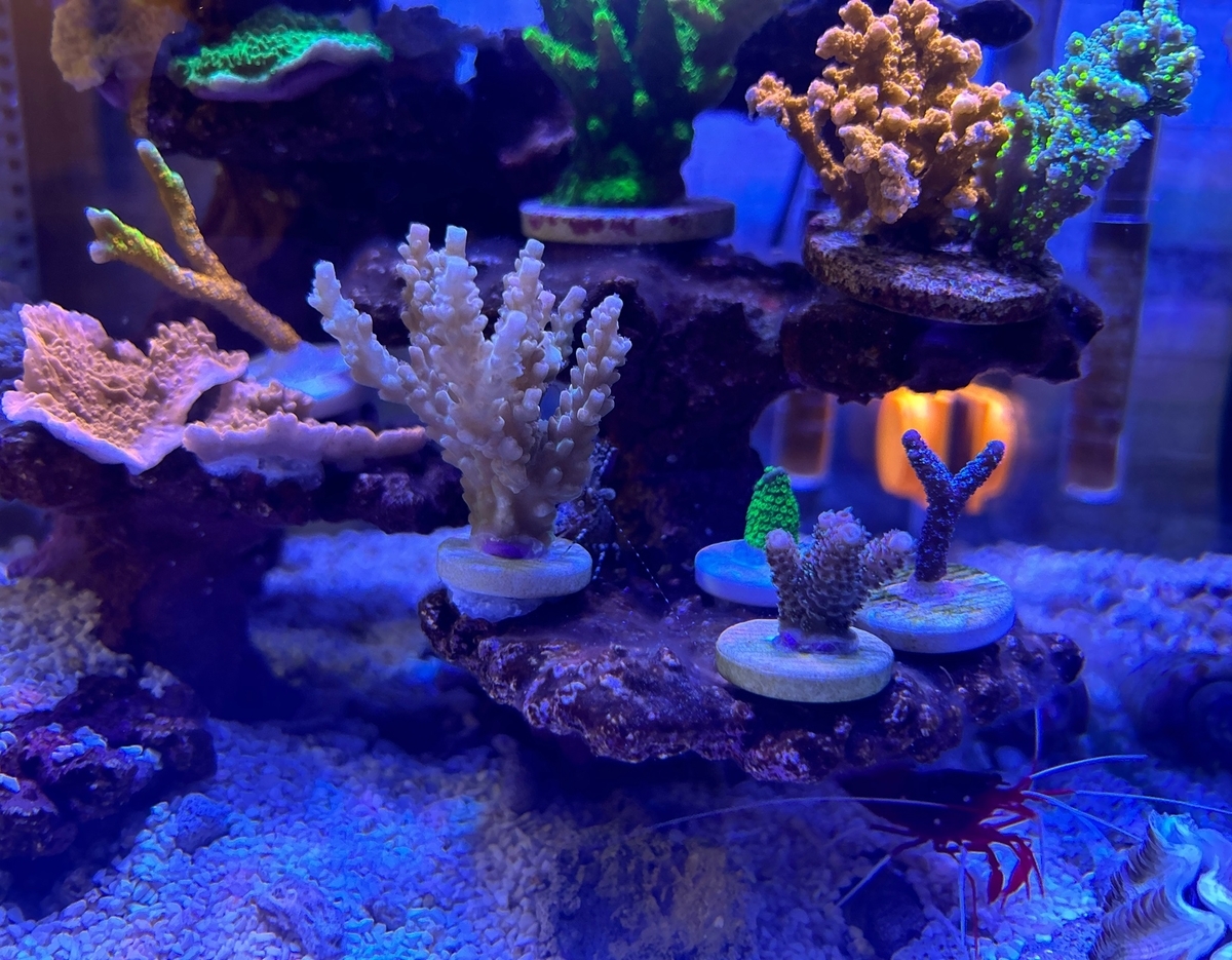 ミドリイシ バブルガム SPS サンゴ フラグセット