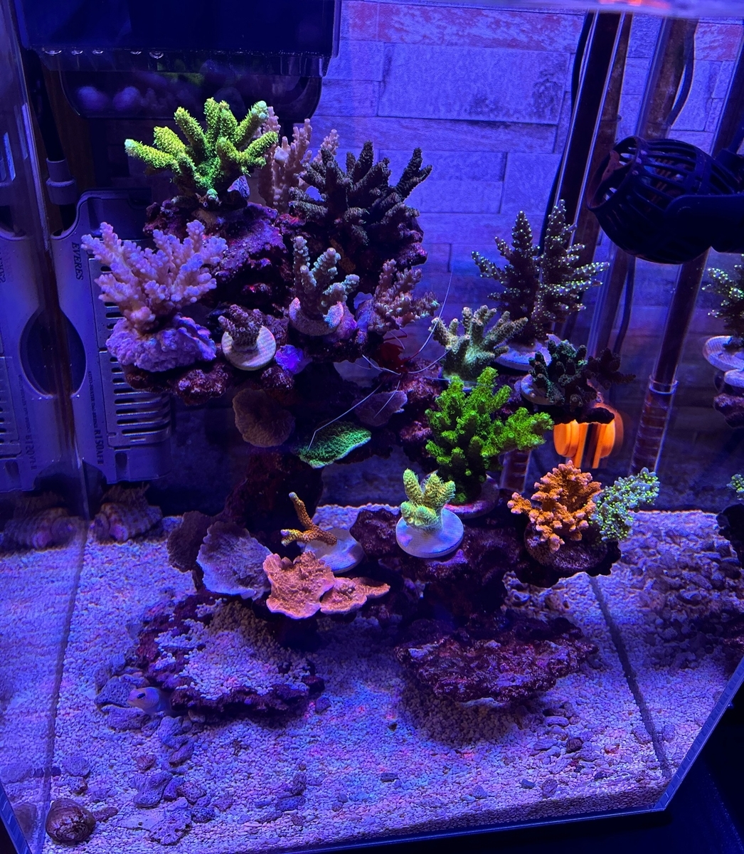 続々・フラグサンゴ(SPS)追加 - 淡水海水30cm生活