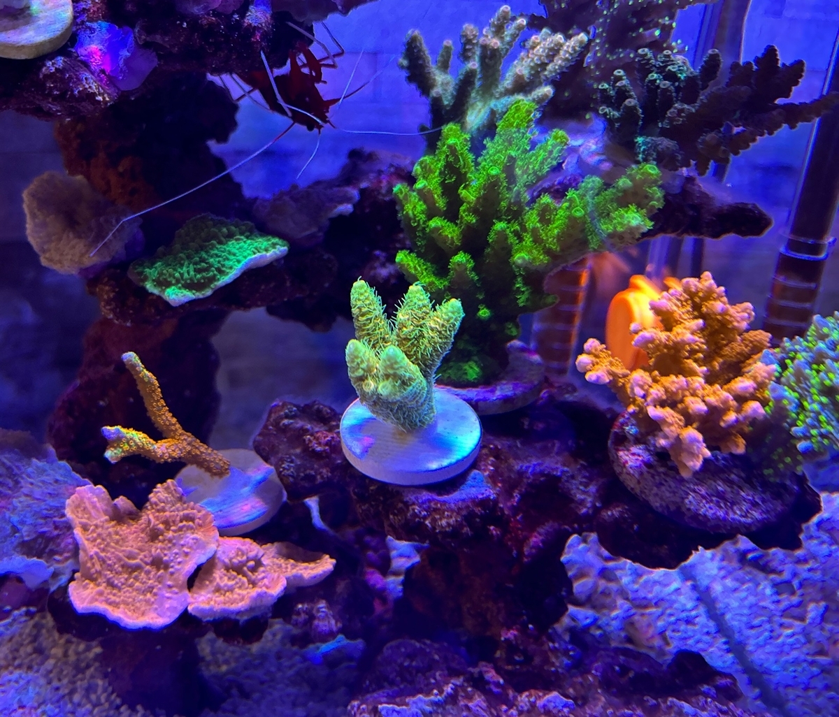 続々・フラグサンゴ(SPS)追加 - 淡水海水30cm生活