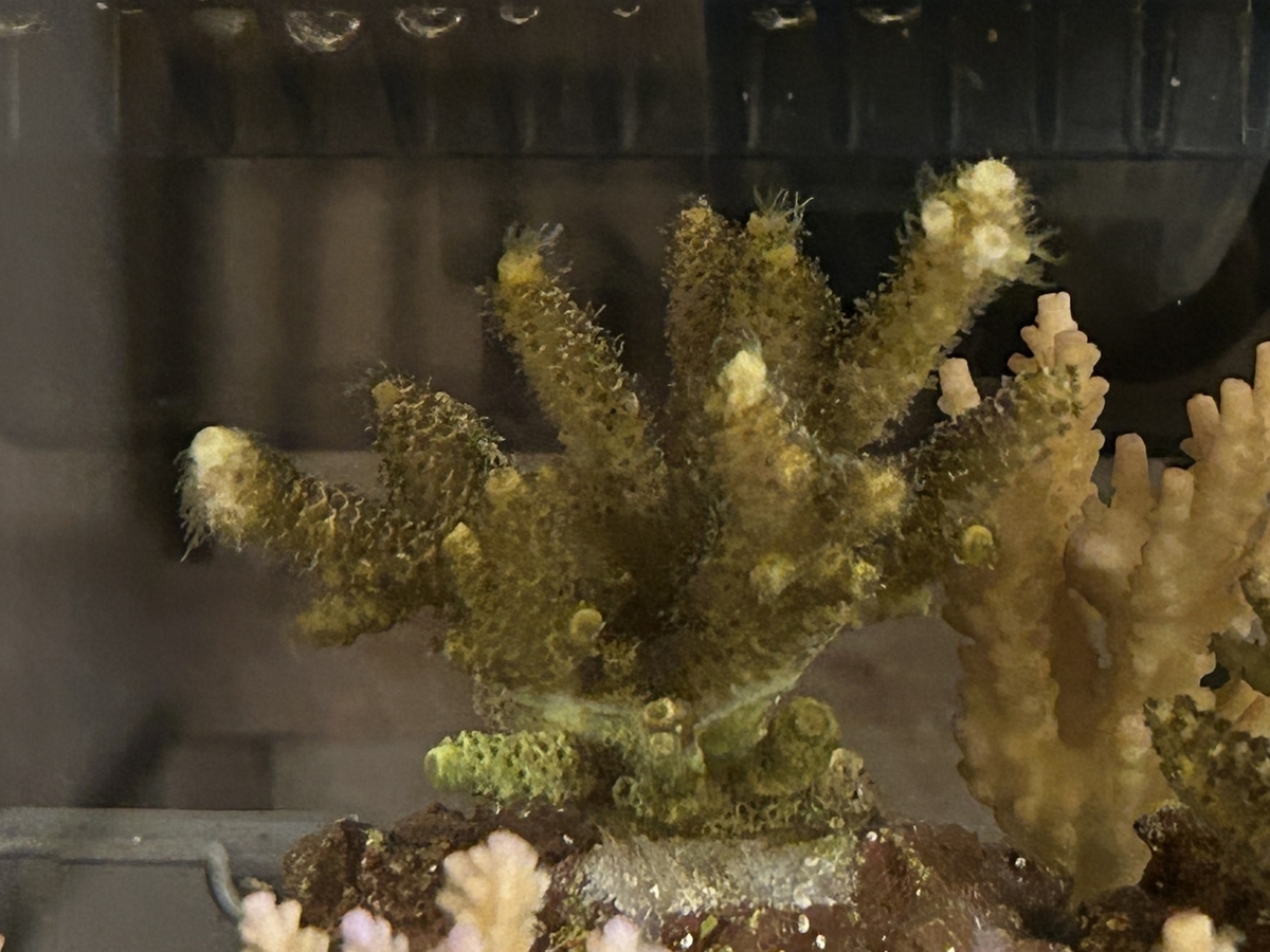 ミドリイシにできるだけ影を作らないために - 淡水海水30cm生活