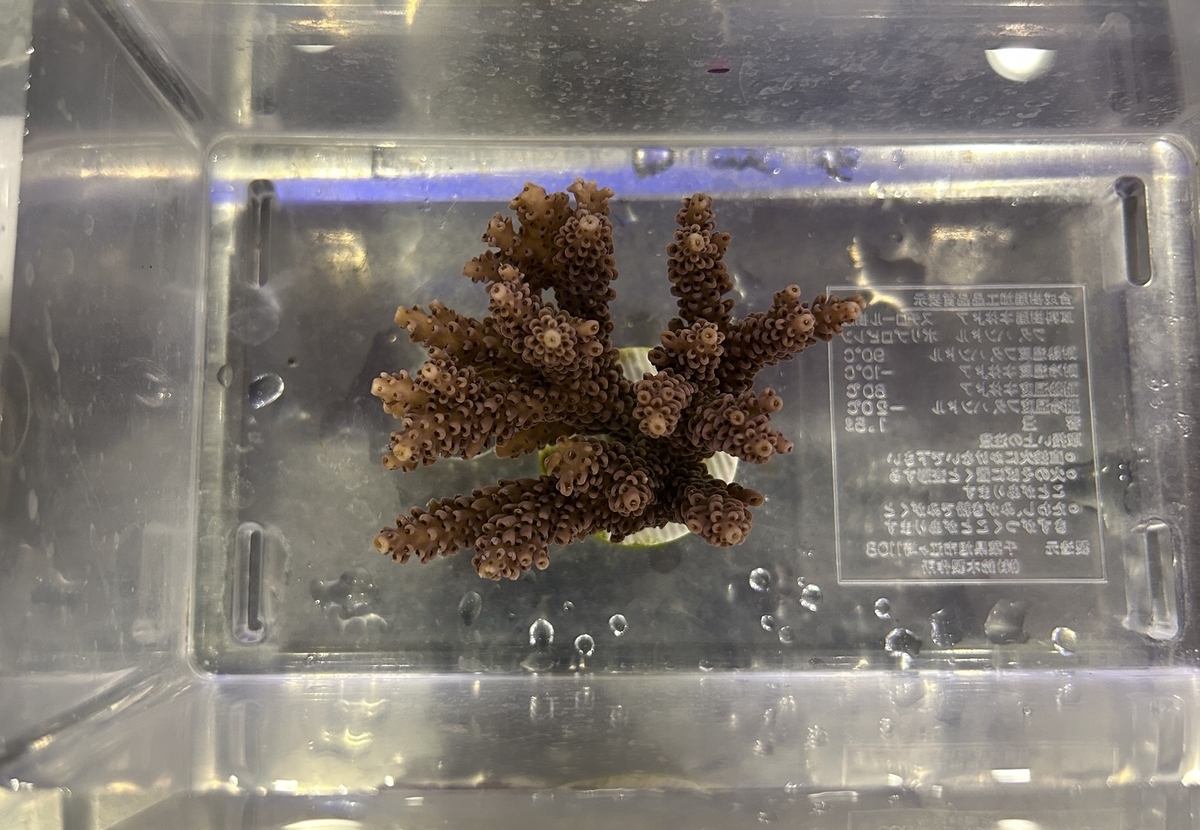 ミドリイシsp ミドリイシ - 海水魚・小型水槽・人工ライブロック通販｜サーチライフ