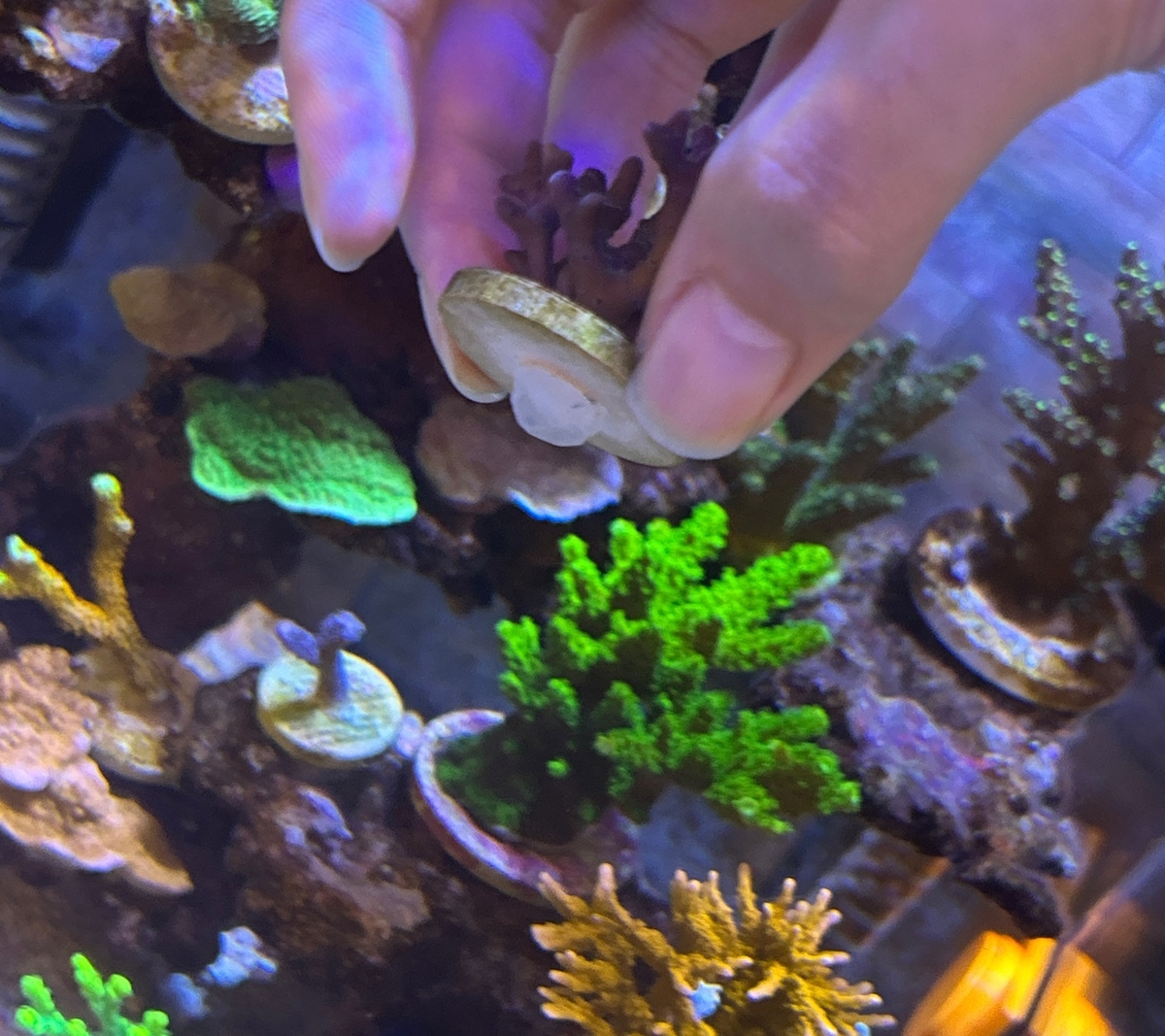 フラグサンゴの接着について - 淡水海水30cm生活