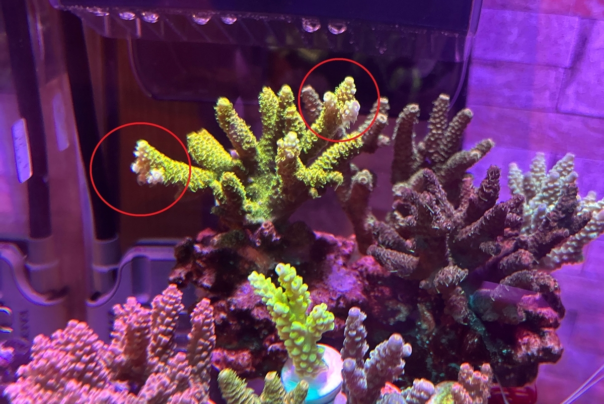 まだまだミドリイシ追加 - 淡水海水30cm生活