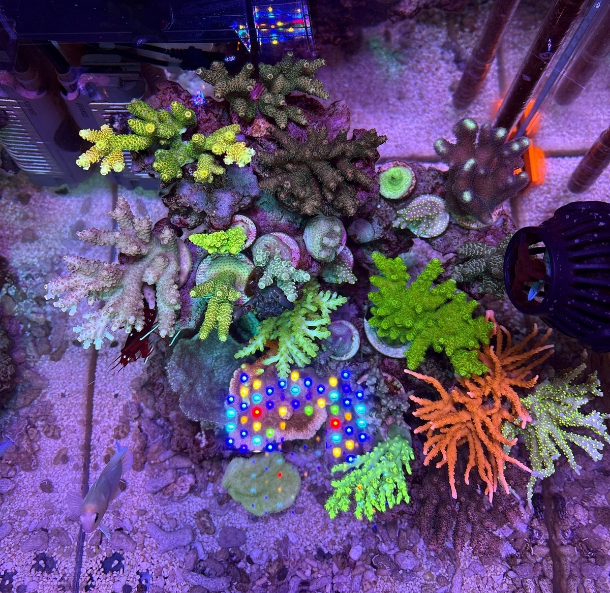 ミドリイシの成長具合 - 淡水海水30cm生活