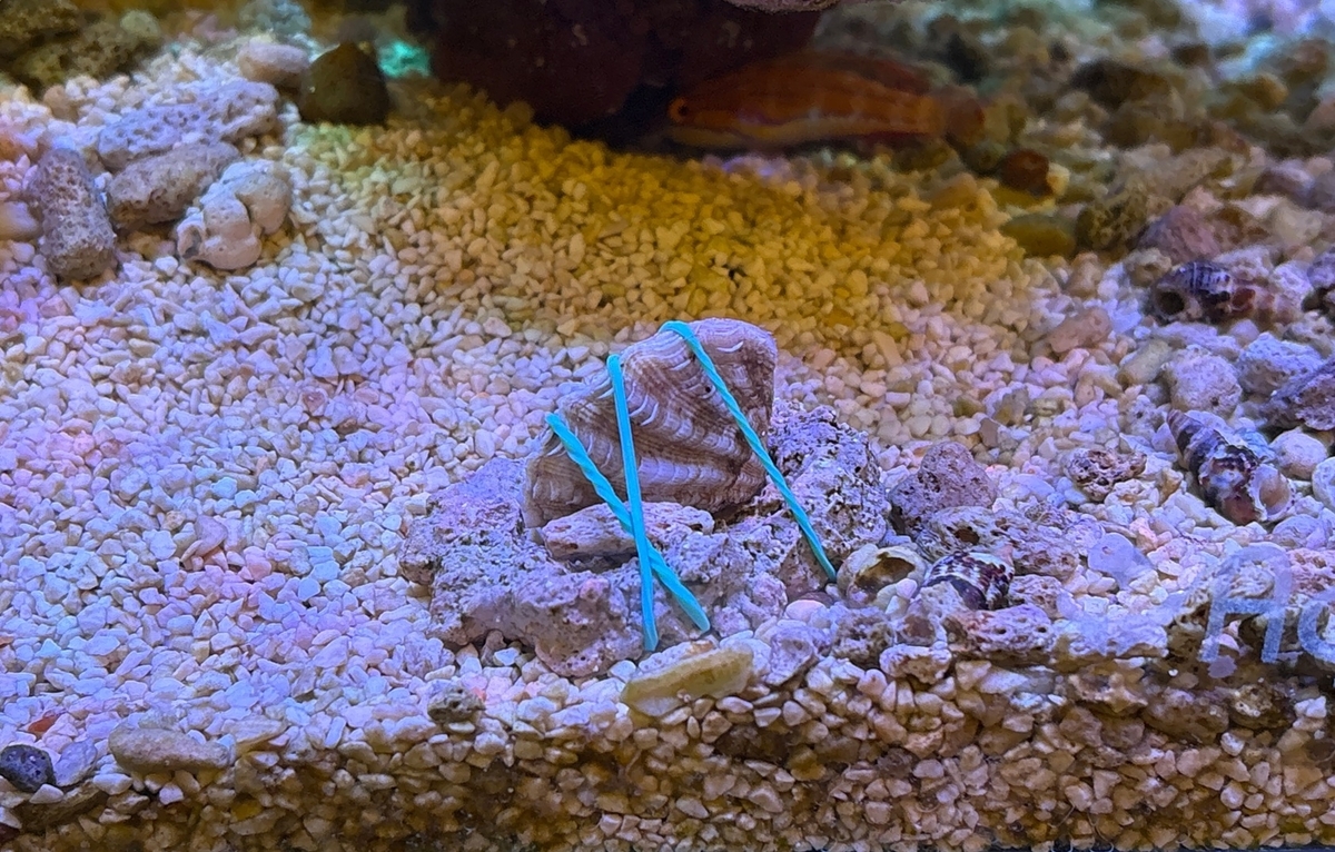 ヒメシャコガイに再挑戦 - 淡水海水30cm生活
