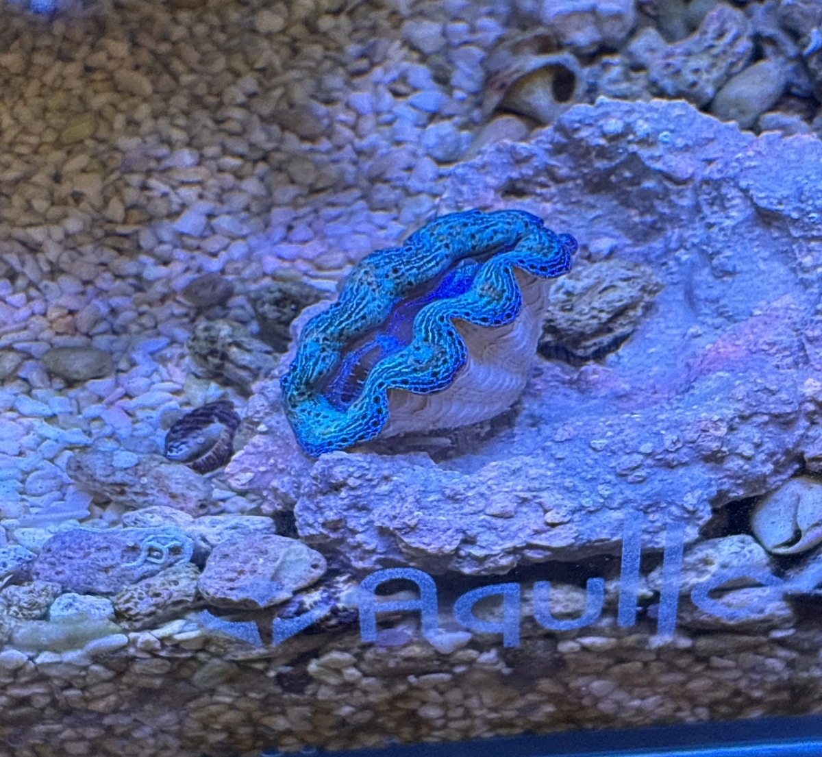 ヒメシャコガイに再挑戦 - 淡水海水30cm生活