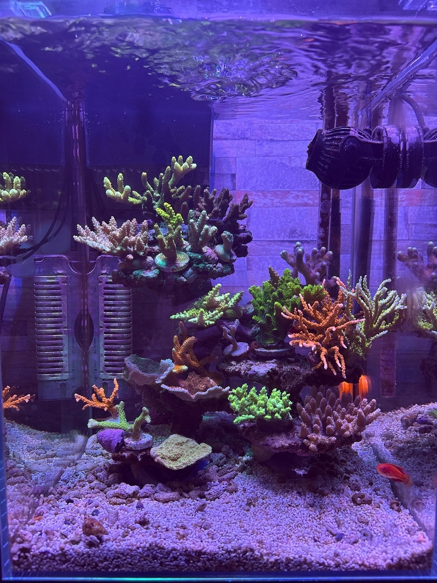 海水30cmハイ水槽 サンゴ(SPS)追加 - 淡水海水30cm生活