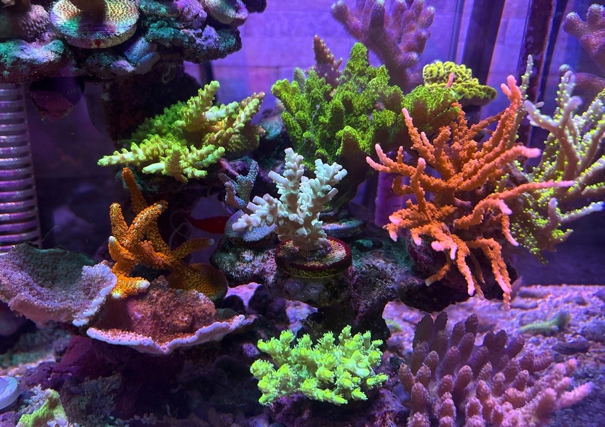 海水30cmハイ水槽 サンゴ(SPS)追加 - 淡水海水30cm生活