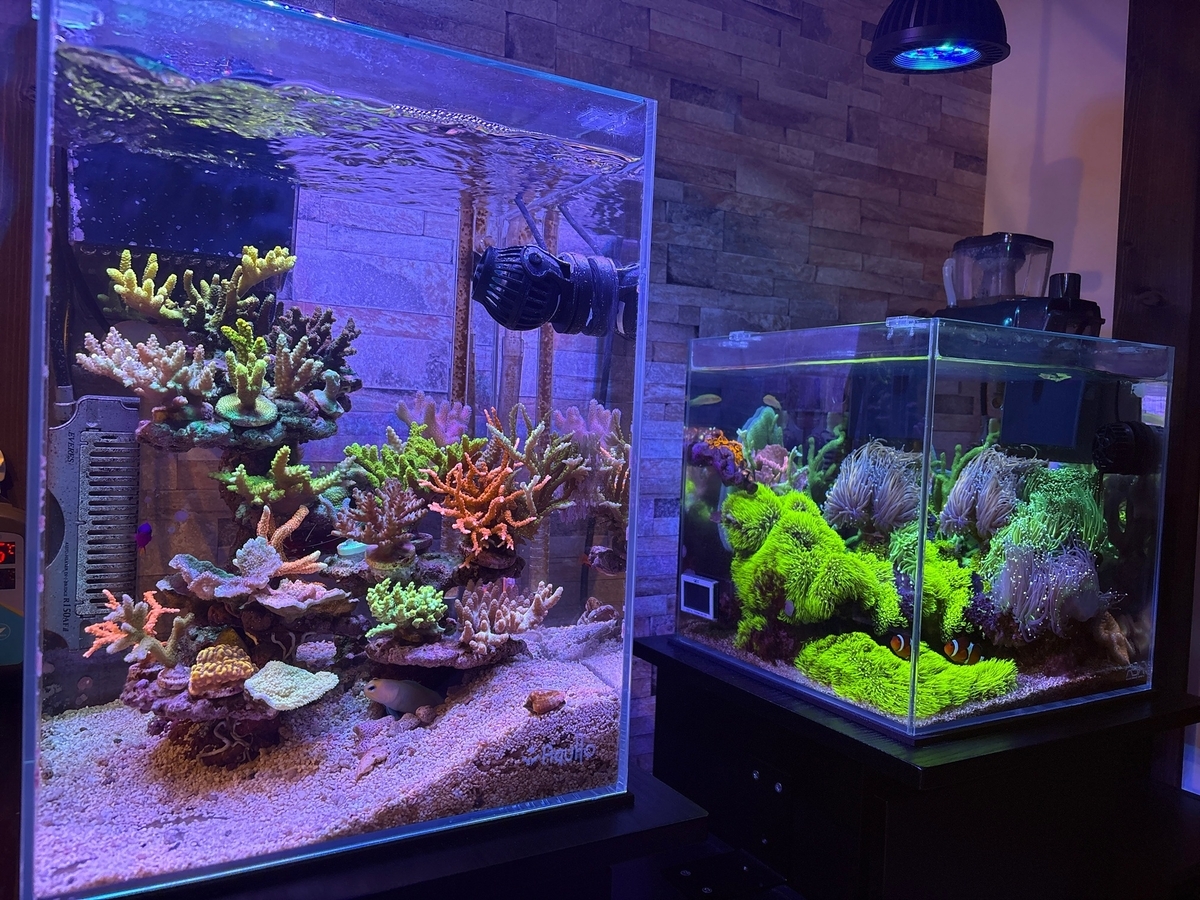 オーバーフロー水槽、ミドリイシ、サンゴ、ヤッコ オーバーフロー水槽内でミドリイシが成長！コーラルラボオリジナル水槽