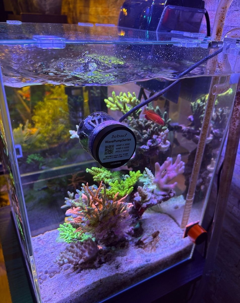 海水30cmキューブハイ水槽紹介 ～ミドリイシ飼育1周年～ - 淡水海水
