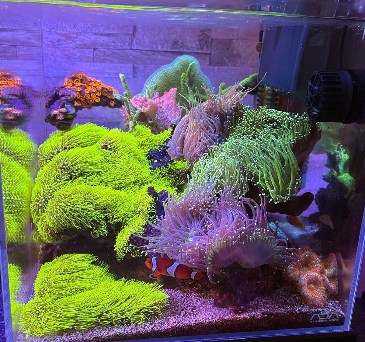 天然ライブロック他 白化 水槽装飾 水質浄化 ろ材