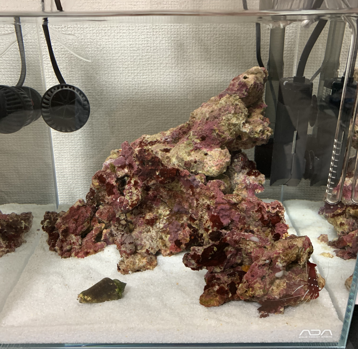小型水槽でマリンアクアリウムやってきた失敗談と気づき - 淡水海水 