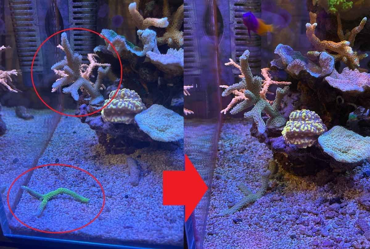 ミドリイシ　バブルガム　SPS サンゴ　
フラグセット SPSサンゴの飼育難易度で分類してみた - 淡水海水30cm生活