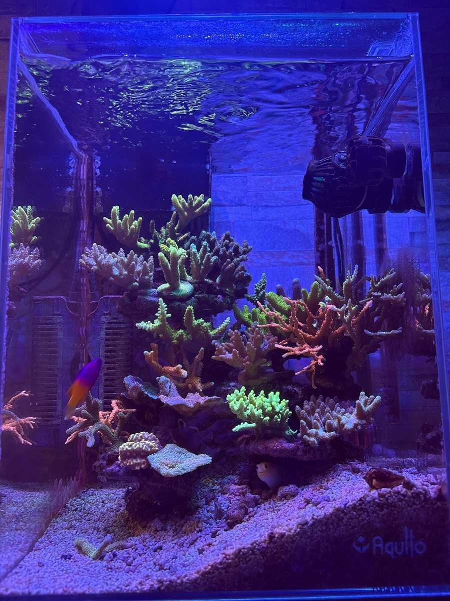 コーラルレンズ比較 - 淡水海水30cm生活