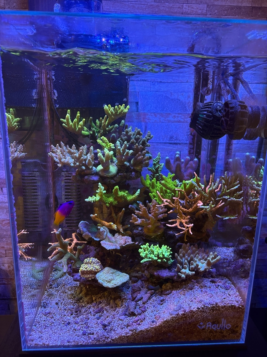 コーラルレンズ比較 - 淡水海水30cm生活