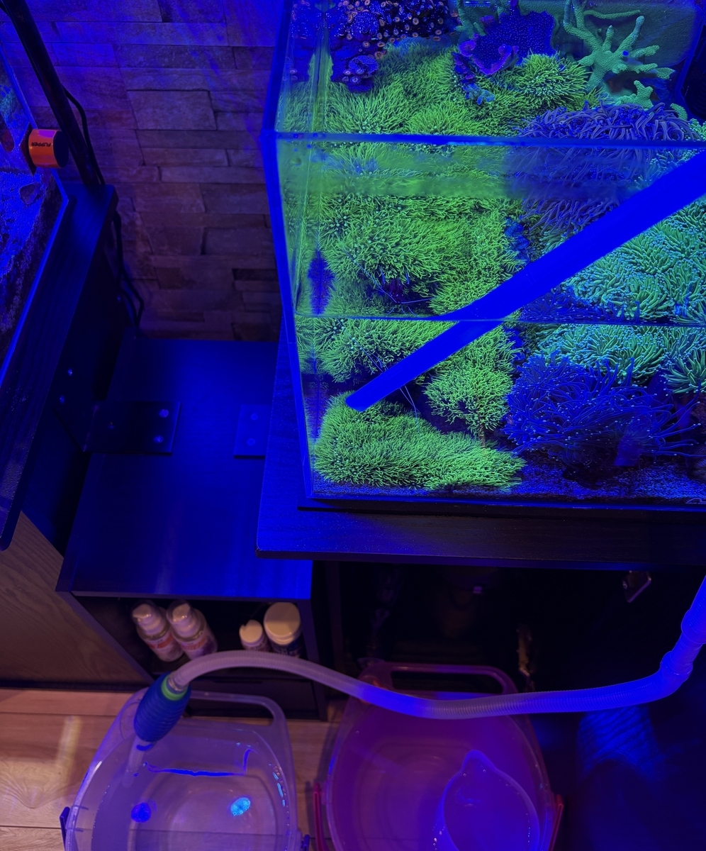 Reef aquarium undergoing a water change with a siphon hose and buckets