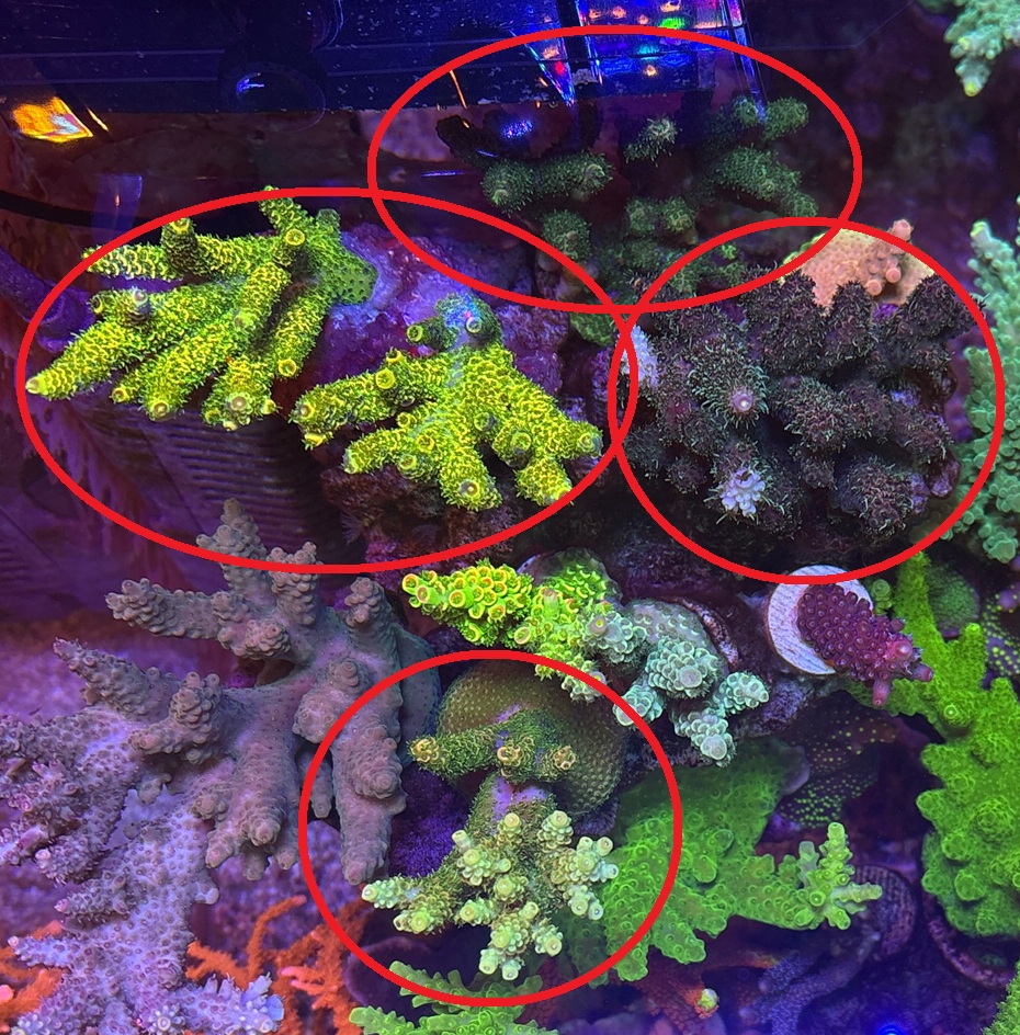 ミドリイシ　バブルガム　SPS サンゴ　
フラグセット SPSサンゴの飼育難易度で分類してみた - 淡水海水30cm生活