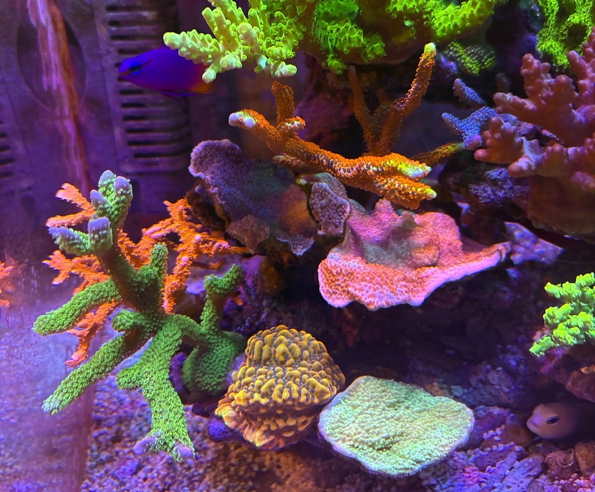 ミドリイシ　バブルガム　SPS サンゴ　
フラグセット SPSサンゴの飼育難易度で分類してみた - 淡水海水30cm生活