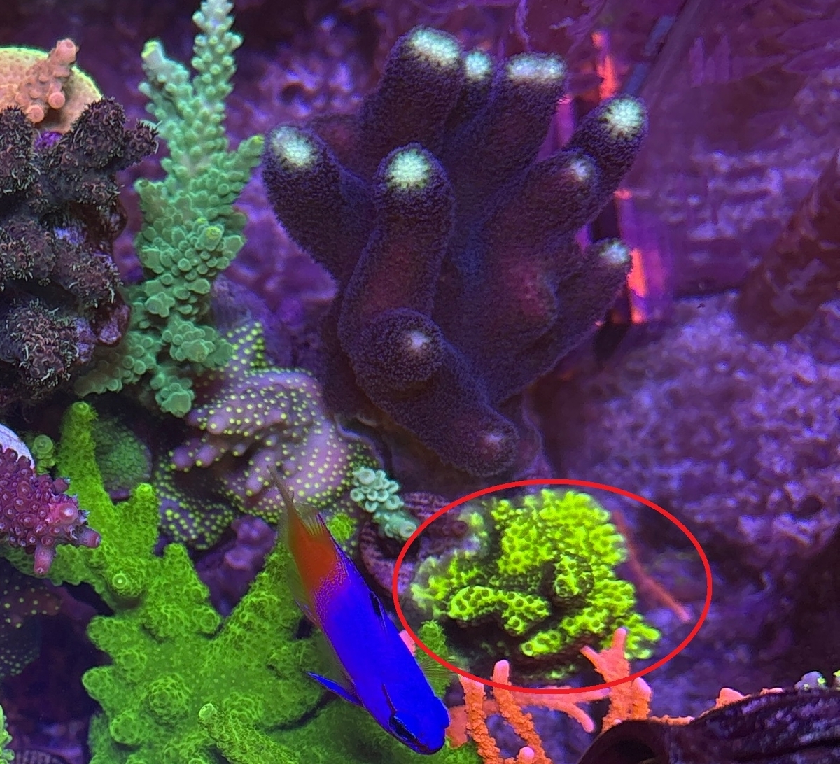 SPS 7種類 サンゴ SPSサンゴの飼育難易度で分類してみた - 淡水海水30cm生活