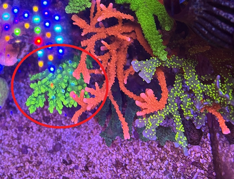 SPS 7種類 サンゴ SPSサンゴの飼育難易度で分類してみた - 淡水海水30cm生活