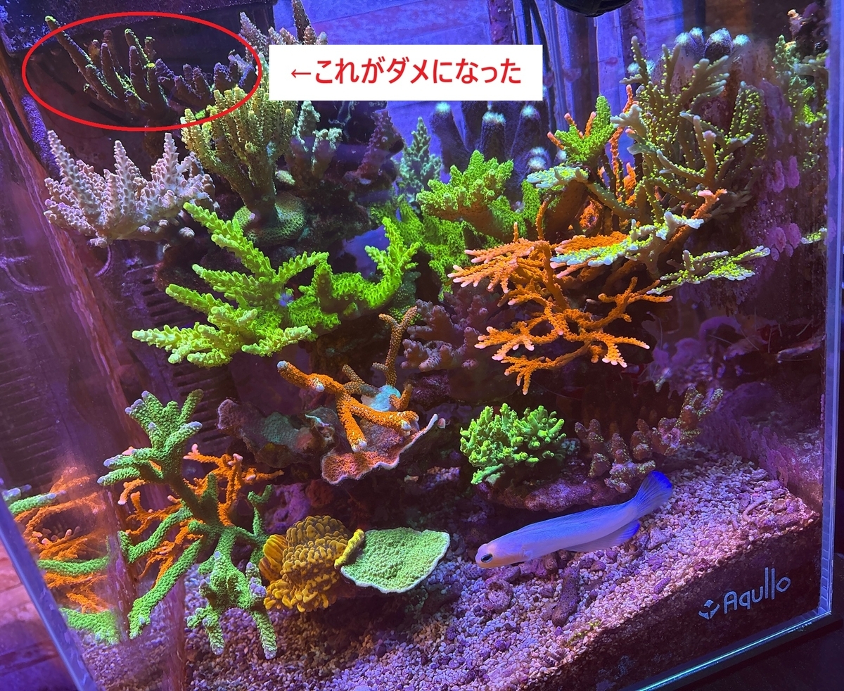 トールマンでおまかせミドリイシを購入 - 淡水海水30cm生活