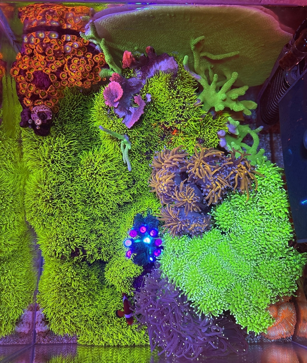ウスコモンサンゴ（グリーン）大株 サンゴ】ウスコモンサンゴ（Green