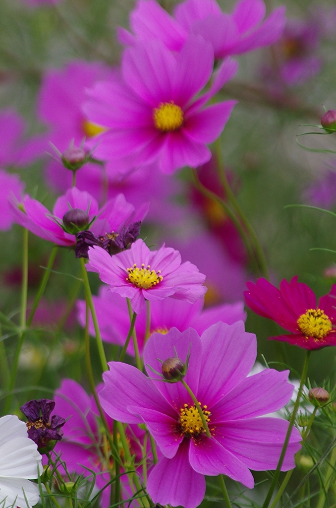 f:id:tomy2291:20171007145440j:plain