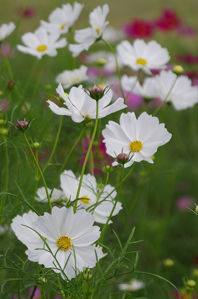 f:id:tomy2291:20171007145452j:plain