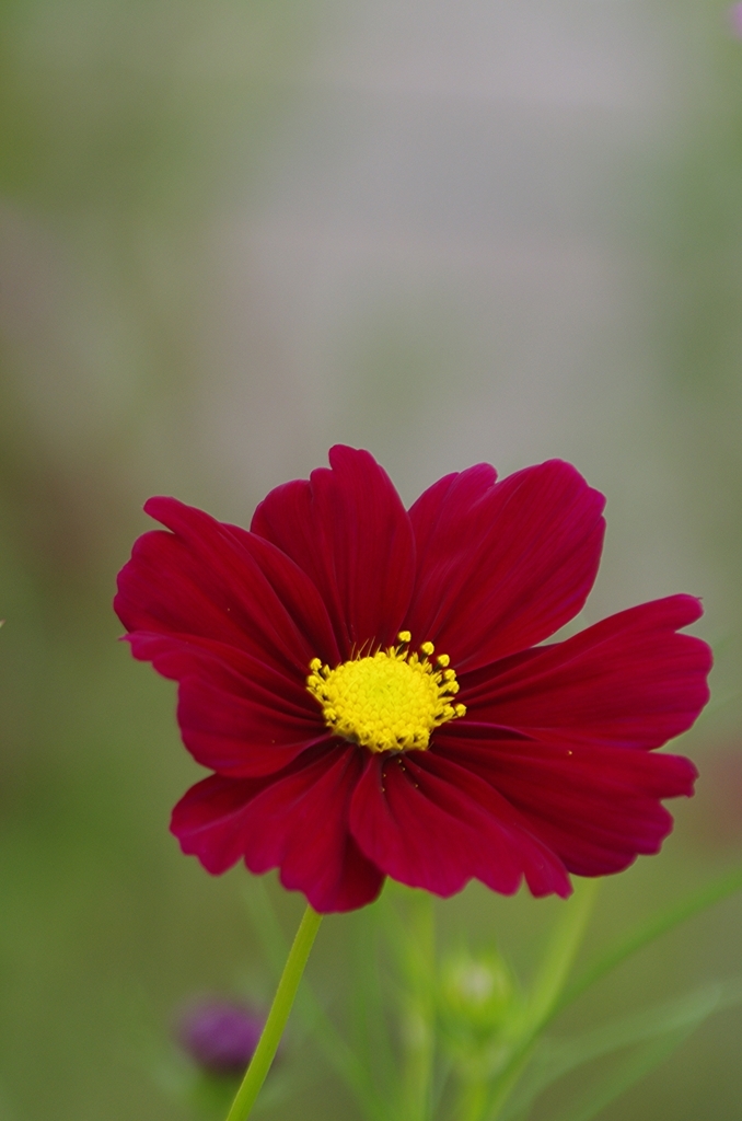 f:id:tomy2291:20171007145502j:plain