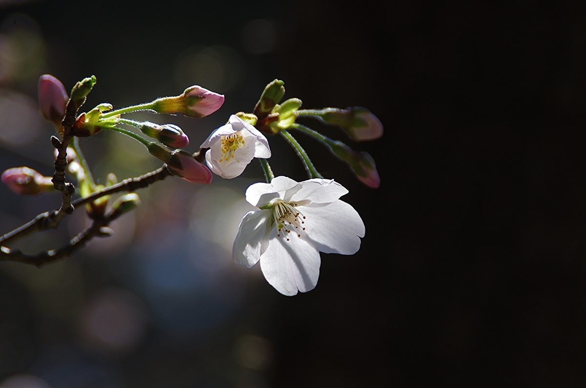 f:id:tomy2291:20190324131239j:plain f:id:tomy2291:20190324131239j:plain