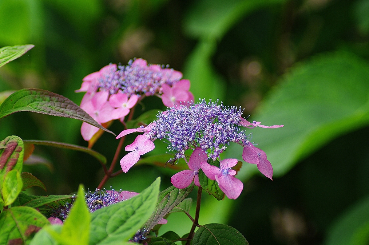 f:id:tomy2291:20190603214530j:plain f:id:tomy2291:20190603214530j:plain