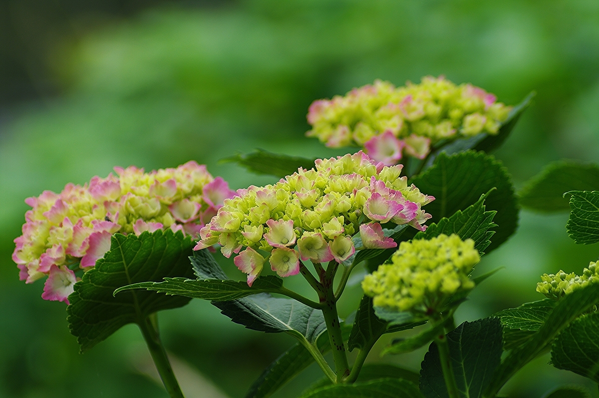 f:id:tomy2291:20190603214643j:plain f:id:tomy2291:20190603214643j:plain