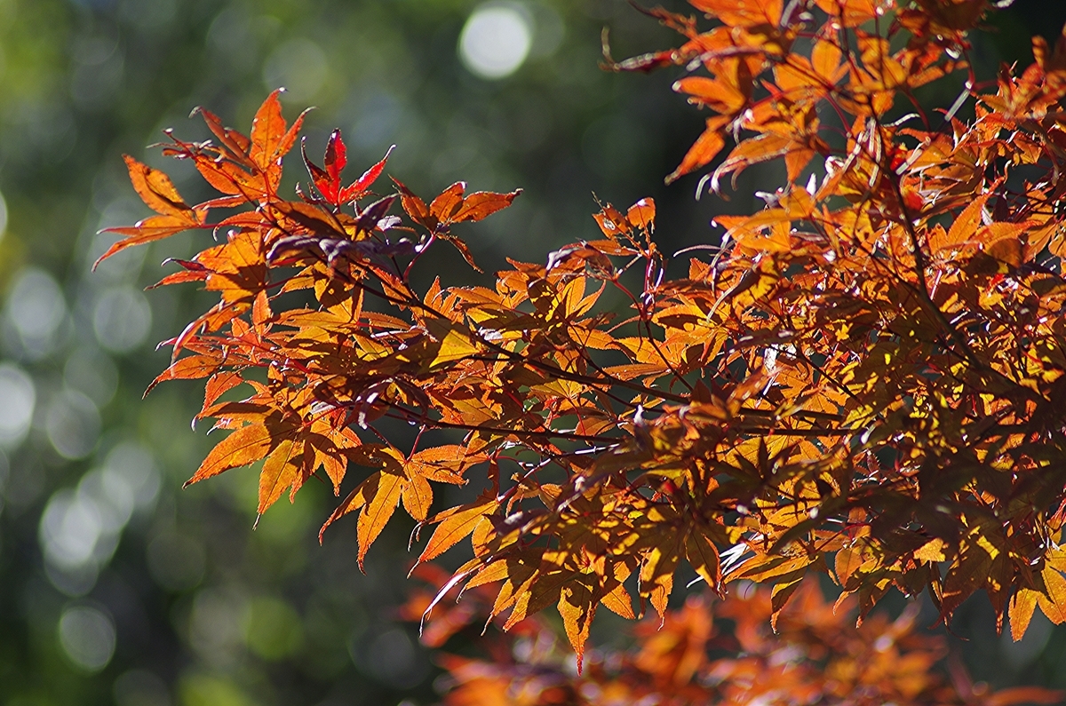 f:id:tomy2292:20191116210216j:plain f:id:tomy2292:20191116210216j:plain