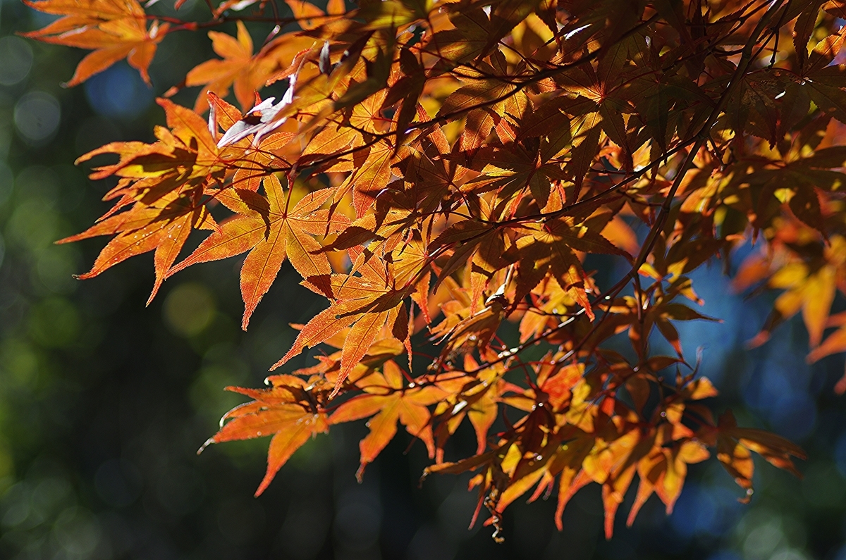 f:id:tomy2292:20191116210242j:plain f:id:tomy2292:20191116210242j:plain