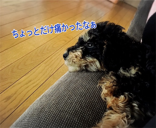 f:id:tomypapa:20170403215451j:image