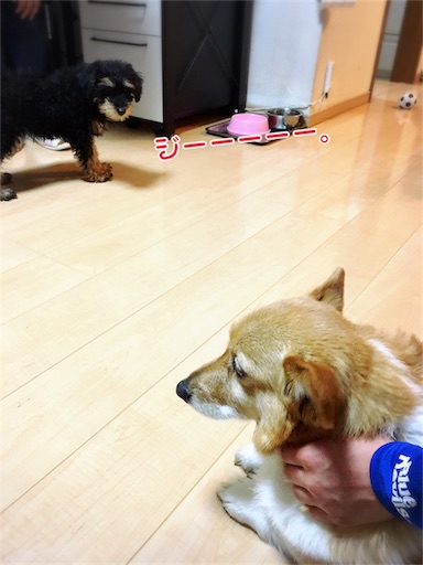 f:id:tomypapa:20170419193154j:image f:id:tomypapa:20170419193154j:image