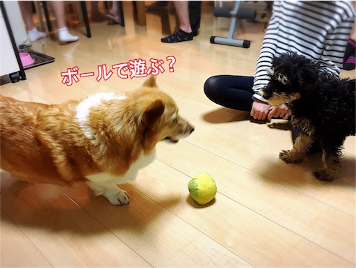 f:id:tomypapa:20170419193238j:image f:id:tomypapa:20170419193238j:image
