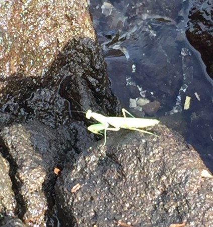 f:id:tomzt:20171007145044j:image