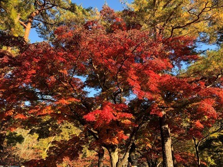 f:id:tomzt:20211114150451j:plain