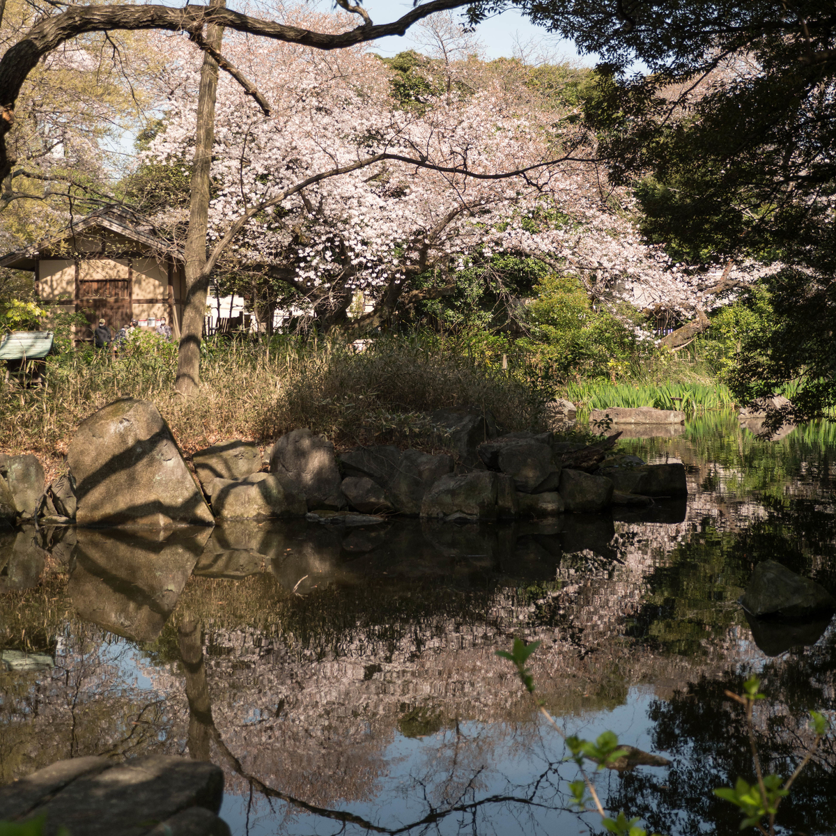 f:id:tonaka1:20210329091550j:plain