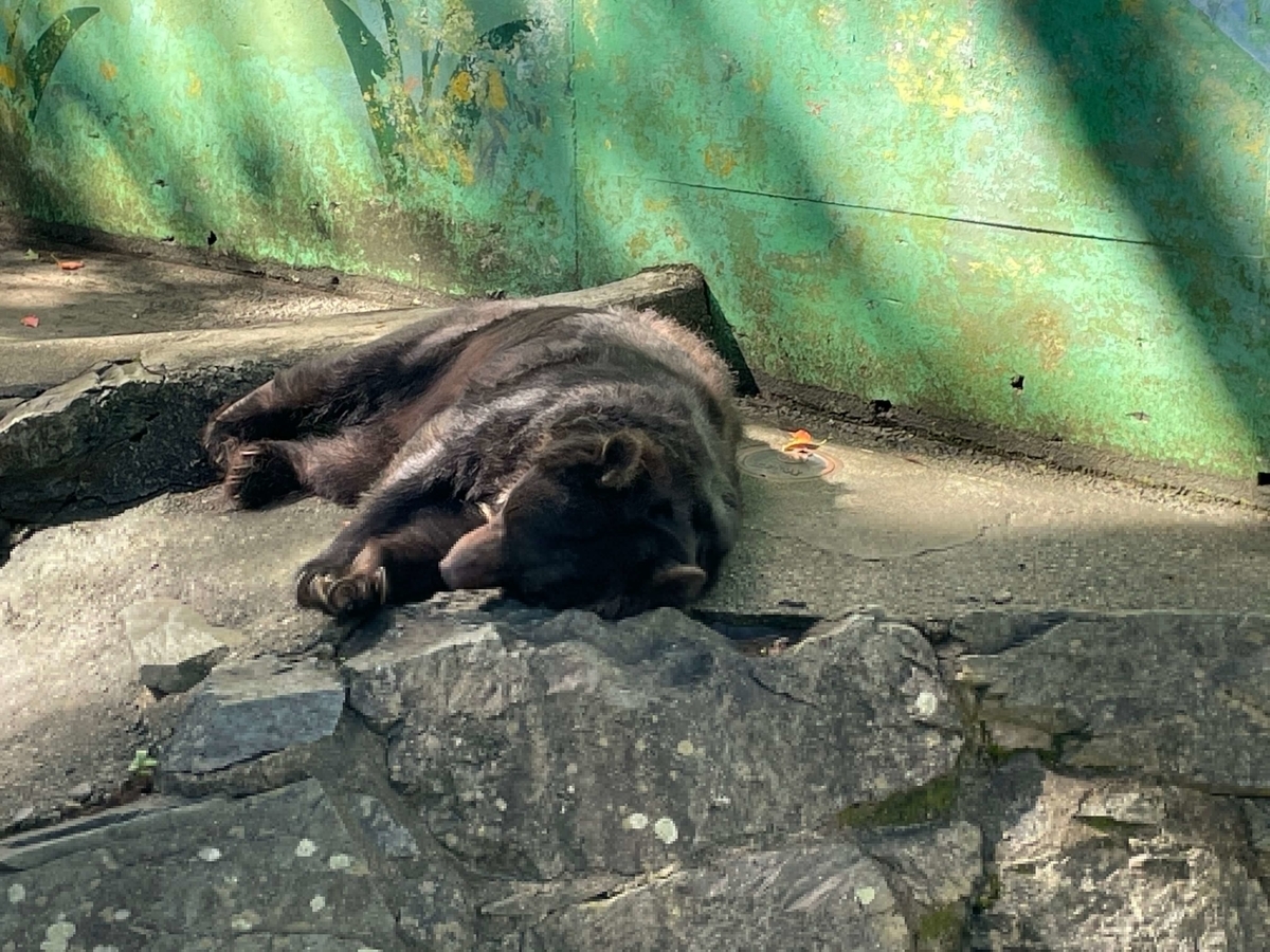 和歌山城公園動物園の園長 ベティちゃん