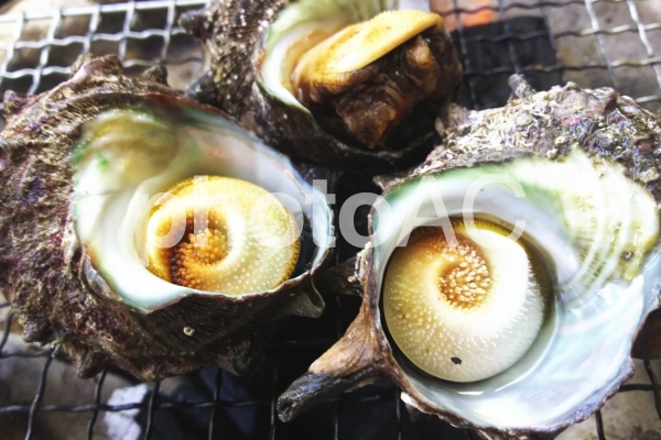 素潜り漁で サザエは どうやって獲るの 瀬戸内で 元気に生きる私の趣味ブログ