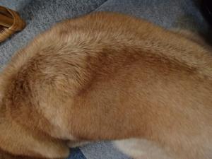 f:id:tongarashi:20160719164527j:plain