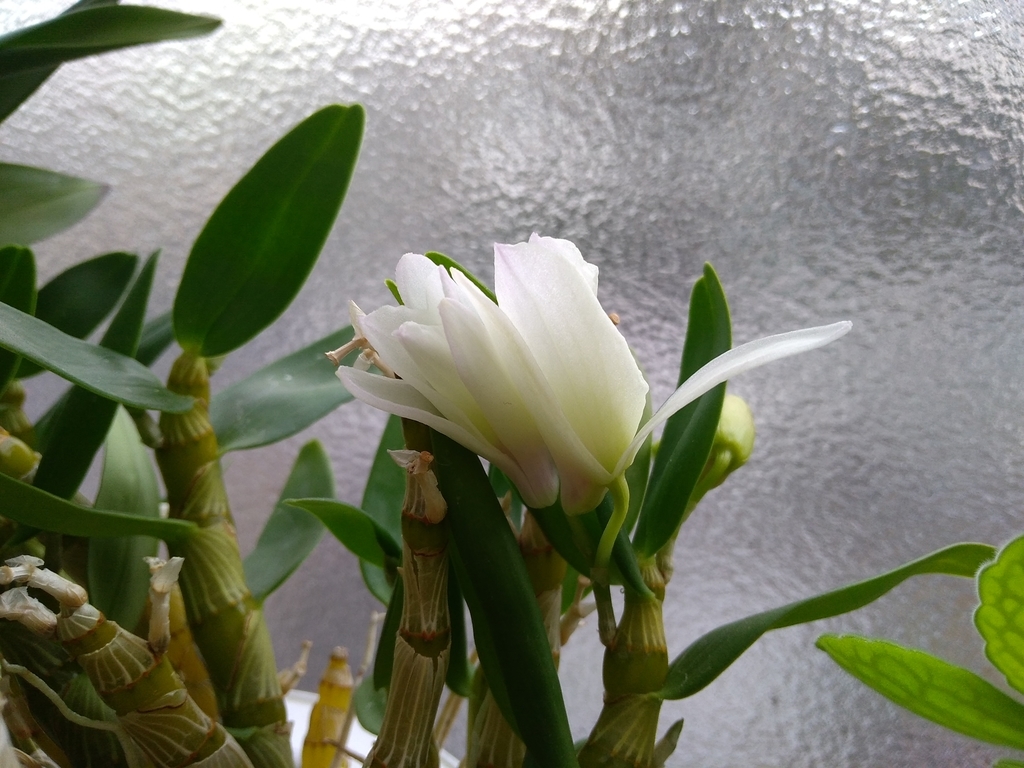 f:id:tongarashi:20190111124502j:plain f:id:tongarashi:20190111124502j:plain