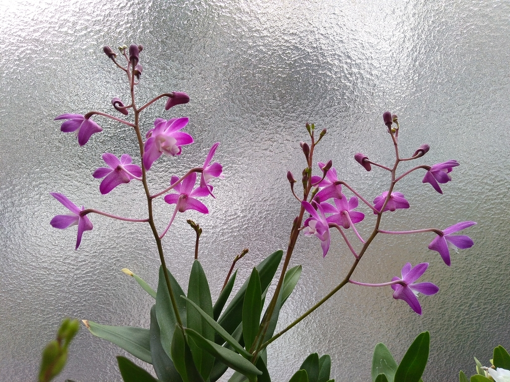 f:id:tongarashi:20190111124625j:plain f:id:tongarashi:20190111124625j:plain