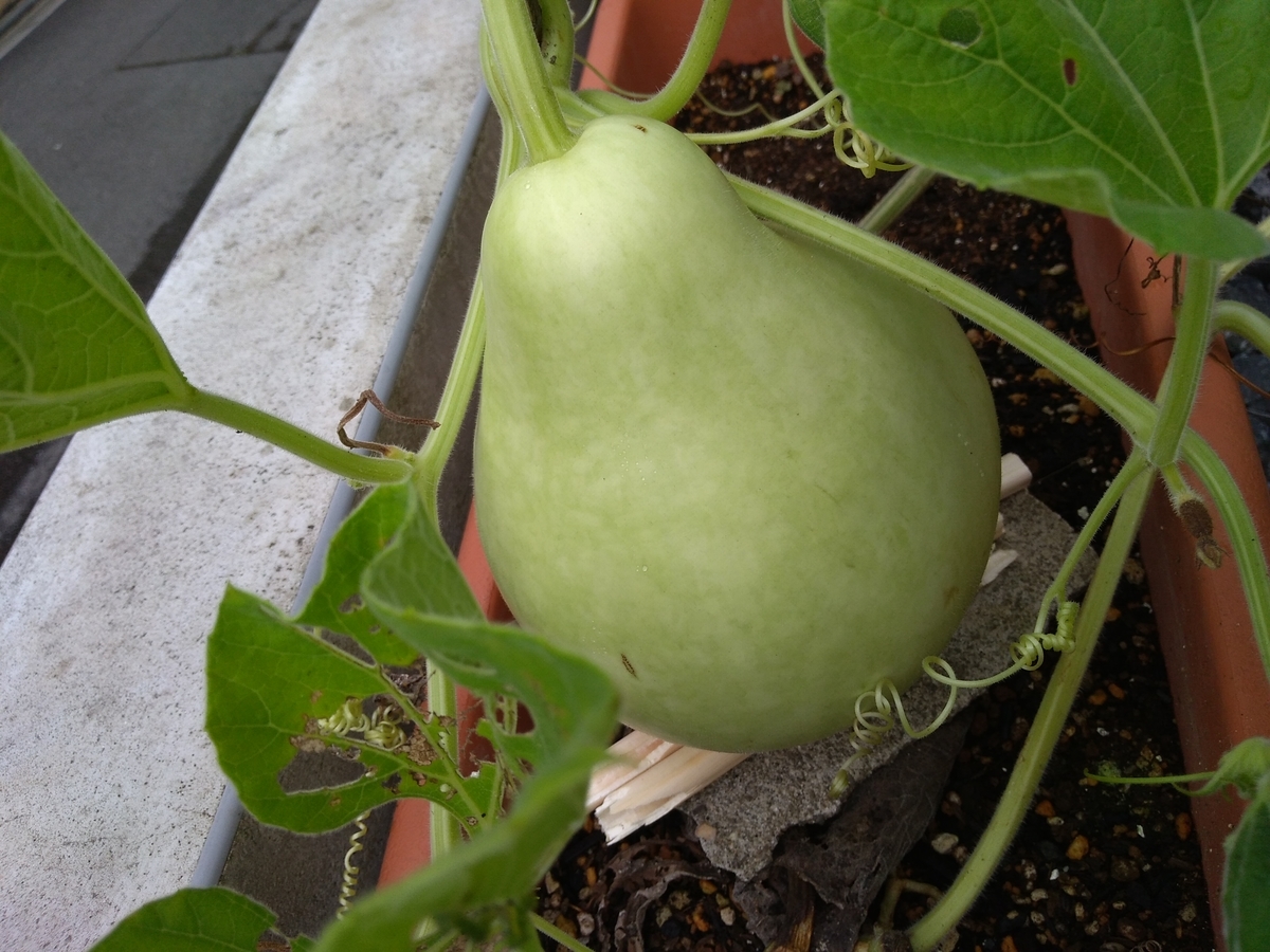 f:id:tongarashi:20190831191543j:plain f:id:tongarashi:20190831191543j:plain