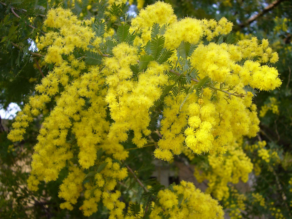 ミモザの花