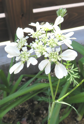 オルラヤオルレアの花"