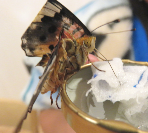 餌を食べるチョウ