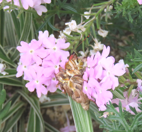 バーベナの蜜を吸うチョウ